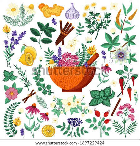 Medical herbs set with flowers and spices. Homeopathic plants and natural remedies to boost immunity. Naturopathic treatments for flu, viruses and aches. Ayurvedic all-natural organic treatments. Royalty-Free Stock Photo #1697229424