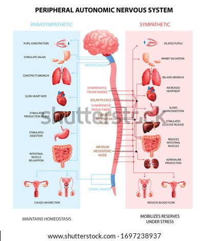 Human peripheral autonomic nervous system with sympathetic spinal cord neurons signal communication realistic colorful scheme vector illustration  Royalty-Free Stock Photo #1697238937