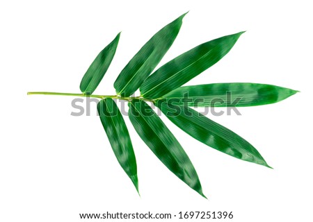 bamboo leaves isolated on white background, clipping path.