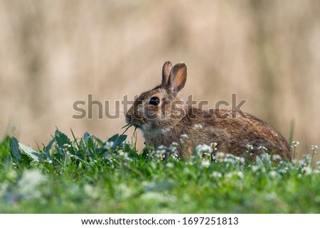wild rabbit while eating a blade of grass, blurred background, bokeh effect, photo taken in Italy in a natural environment