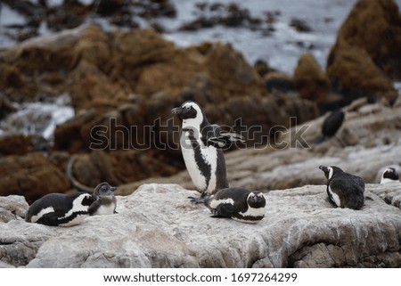Penguin on the coast of africa