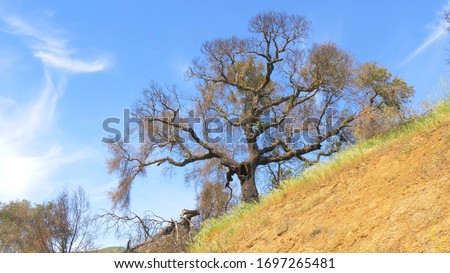 Burnt trees after the huge fire in Malibu Royalty-Free Stock Photo #1697265481