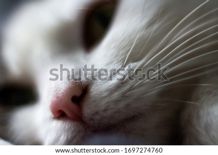 Close ups of a cat