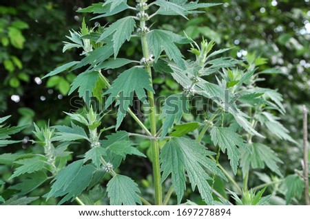 In the meadow among the herbs grows and blooms dog nettle is five-bladed (Leonurus quinquelobatus)