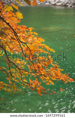 Colorful autumn yellow maple tree on the beautiful green Baduk lake in Dombay mountains, Caucasus, Russia