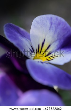 Close up of a Heartsease or Viola tricolor in a garden. Focus on the yellow part of the pansy flower. Vertical image