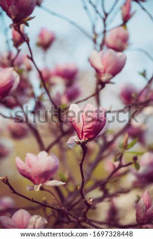 Blossoming of pink magnolia flowers in spring time, floral natural seasonal background