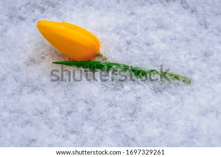 Yellow tulip laying on snow.