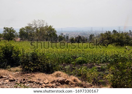 Picture of agriculture green field in Indian village