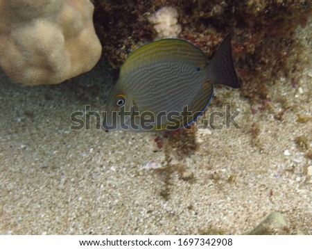 A turquoise and green striped fish on a sandy coral reef.