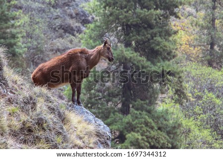 Picture of young Siberian ibex (Capra sibirica sakeen) standing on a mountainside of Himalayas in Sagarmatha national park in Nepal. Siberian ibexes are large and heavily built goats.