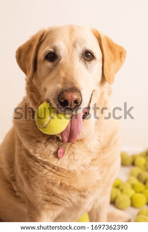 Labrador retriever in studio playing with her favorite toy - the trusted, classic tennis ball. 