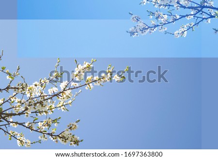 White cherry tree blossoms in spring garden, background blue sky, free space for your design