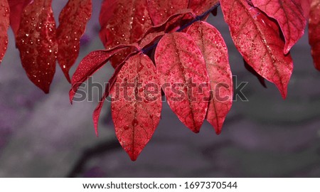 Abstract water drops on leaves with blurred background
