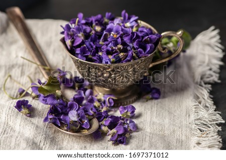 Violet violets flowers bloom in the close up studio shot styled photography. Viola odorata Violet violets flowers bloom from a spring forest. Viola odorata in matte dark photography styled studio 