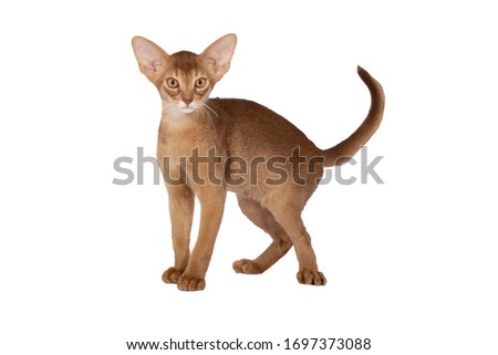 abissin cat isolated on white background Royalty-Free Stock Photo #1697373088