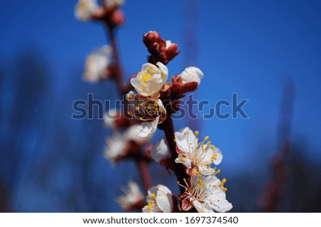 White flowers and buds of an apricot tree in spring blossom