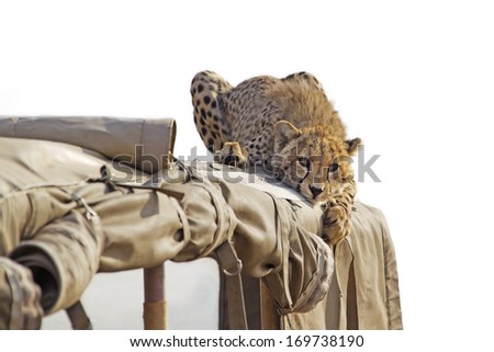 Cheetah lying on the roof of a safari jeep