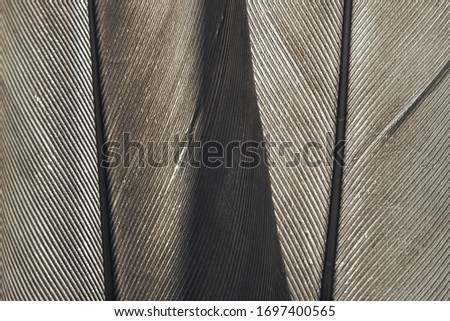 Close up Beautiful gray Bird feather background pattern texture for design .  Macro photography view. 