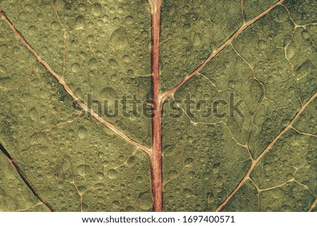 Close up Beautiful spring leaf pattern background texture for design. Macro photography view. 