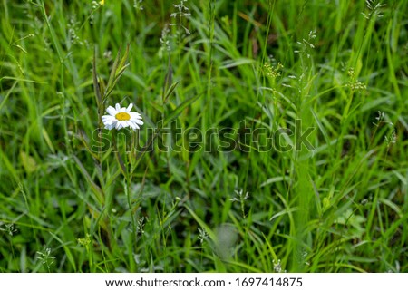 Common daisy flowers in the grass meadow with blur green background
