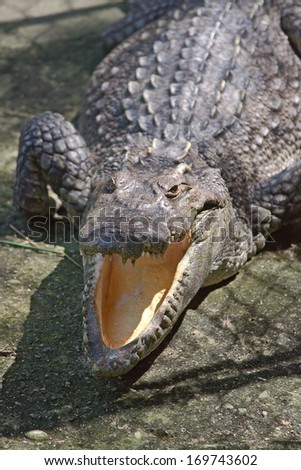 Big Crocodile close-up in zoo enclosure Phuket, Thailand.
