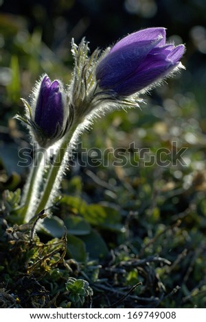 Pasque Flower, Gemeine Kuechenschelle, Pulsatilla vulgaris, Germany Royalty-Free Stock Photo #169749008