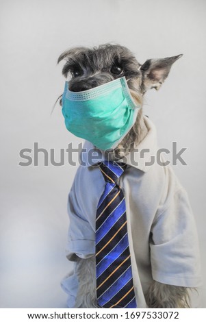 a gray dog ​​of the Schnauzer breed is dressed in a white shirt with a blue-yellow striped tie and with a protective mask on the muzzle against viruses. for invitation banners cards labels veterinary 