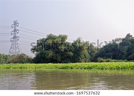 Wild vegetation on Chao Phraya River, Ayutthaya Thailand