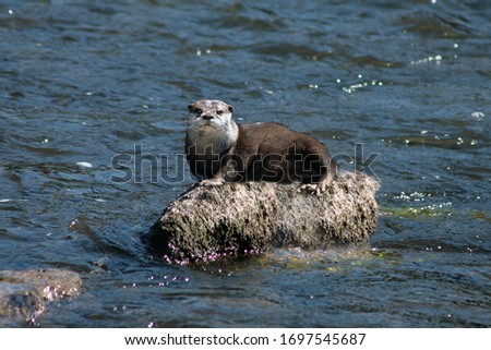 an otter on a rock in the river