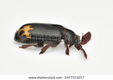 macro image of Ant Nest Beetle isolated on white background - Paussinae
