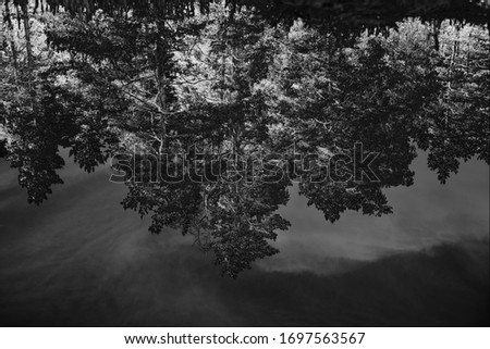 Black and white negative film photo which depicts a dense green forest against a blue sky.