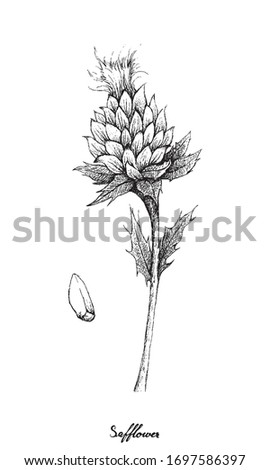 Herbal Plants, Hand Drawn Illustration of Carthamus Tinctorius or Safflower and Seed Used in Cosmetics and As A Cooking Oil. Royalty-Free Stock Photo #1697586397