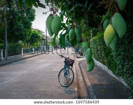 Bunch of green mangoes hanging on tree inside the a village with a bicycle background. 