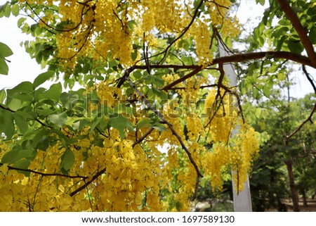 yellow Cassia fistula flower are blooming 