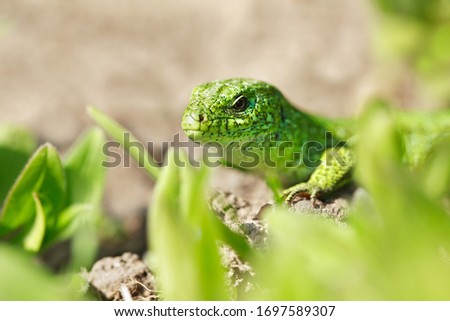 Quick lizard, or common lizard (lat.Lacerta agilis) 
Genus: Green Lizards