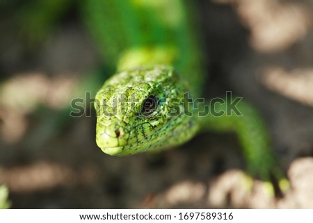 Quick lizard, or common lizard (lat.Lacerta agilis) 
Genus: Green Lizards