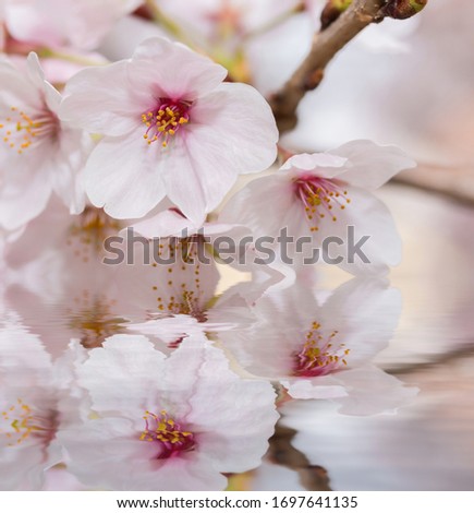Beautiful pink cherry blossom in full bloom. Pink japanese sakura. Sakura with reflection background
