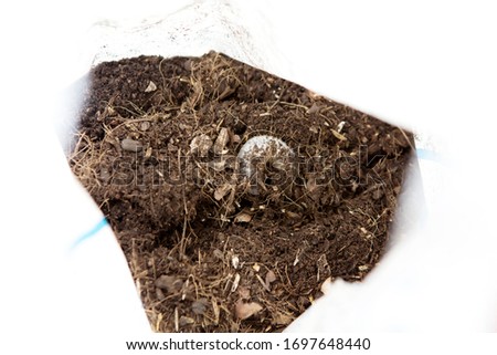 Beetles and soil in a white bag