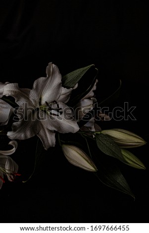 Natural flowers. Beautiful white lilies on a black background. Color photo.