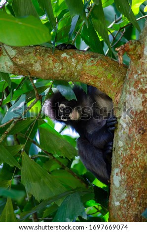 Dusky Leaf Monkey (Trachypithecus obscurus) at Penang.