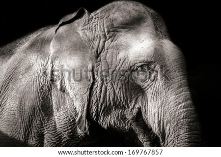 side view of elephant in Thailand, Sepia Toned Image