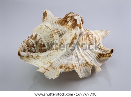 Shell isolated 
