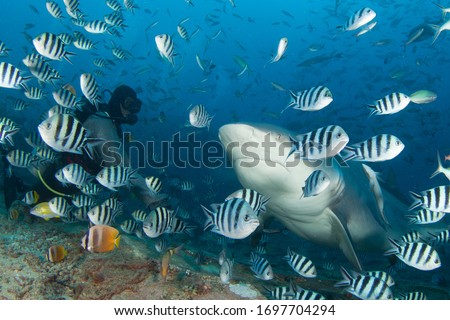 very big 4 meters long bull shark came close to a diver to take some tuna, close underwater shot, fiji
