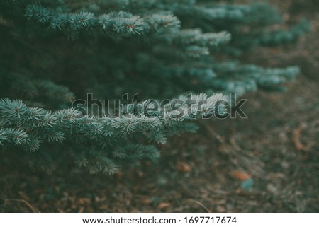 beautiful spruce branch in winter