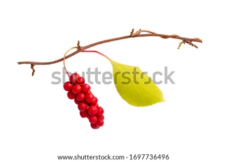 Schisandra chinensis or five-flavor berry. Fresh red ripe berry isolated on white background. 