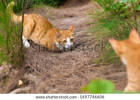 Two ginger kittens playing in nature