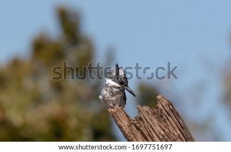Crested Pied Kingfisher bird perching on tree with a backdrop of green bokeh