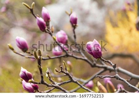 Natural background concept. Magnolia tree blossom. Blossom magnolia branch against nature background. Magnolia flowers in spring time.
