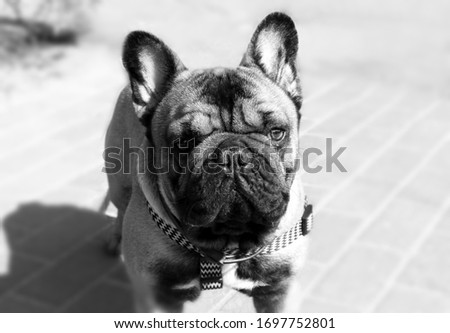 French bulldog walking in the park in black and white colours